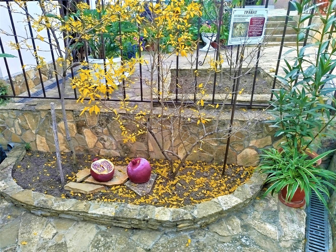 Цветы ноября.