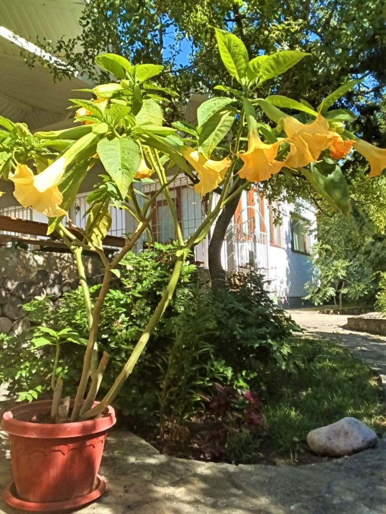 Библейский сад храма.